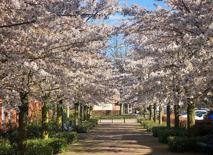 Guest house 433317 - Holiday property Noordoost Brabant - NB206