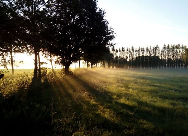 Natuurlijke kunst in Vakantiehuis in Erp, Noord Brabant, groene wanddecoratie.