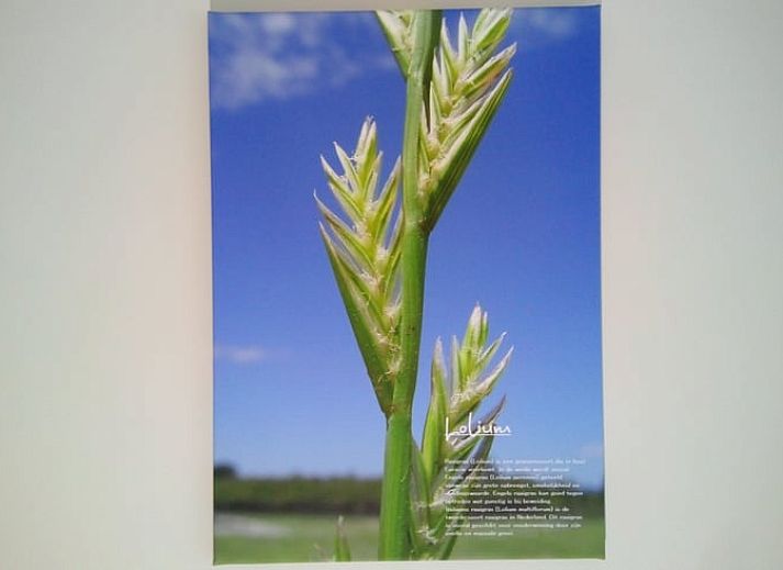 Welcome to Holiday Home in Erp, North Brabant. Discover the unique rooms with a personal touch.