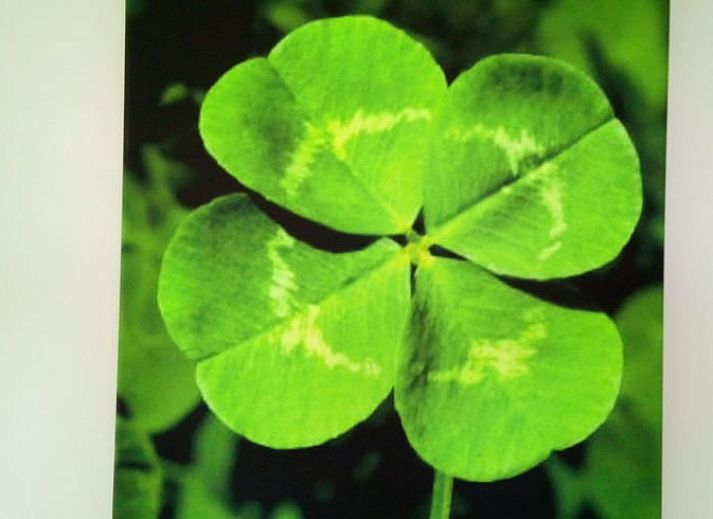 Landelijk gelegen Vakantiehuisje in Erp met grazende koeien, een serene bestemming in Noordoost Brabant, Noord Brabant.