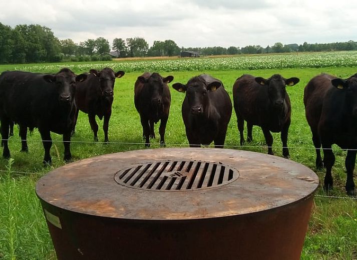 Landelijk gelegen Vakantiehuisje in Erp met grazende koeien, een serene bestemming in Noordoost Brabant, Noord Brabant.