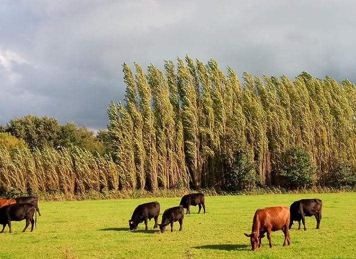 Stijlvolle binnenruimte van Vakantiehuisje in Erp, met moderne faciliteiten voor een comfortabel verblijf in Noordoost Brabant.