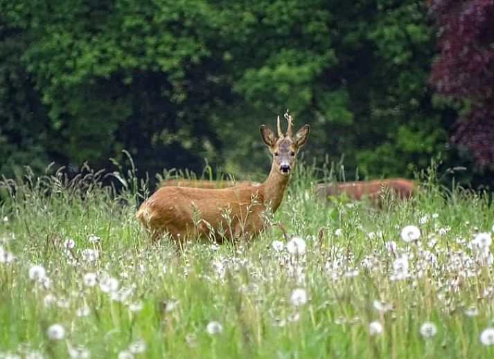 Guest house 433904 - Holiday property Noordoost Brabant - Vakantiehuis in Haps