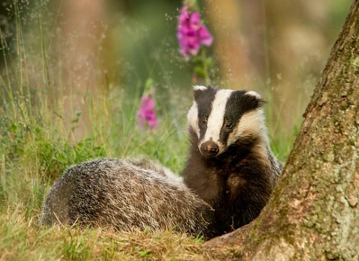 Guest house 433904 - Holiday property Noordoost Brabant - Vakantiehuis in Haps