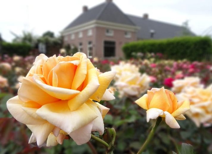 Guest house 433905 - Holiday property Noordoost Brabant - Vakantiehuisje in Haps