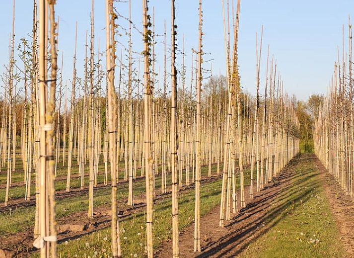 Unterkunft 434401 - Ferienhaus Noordoost Brabant - Huisje in Beers