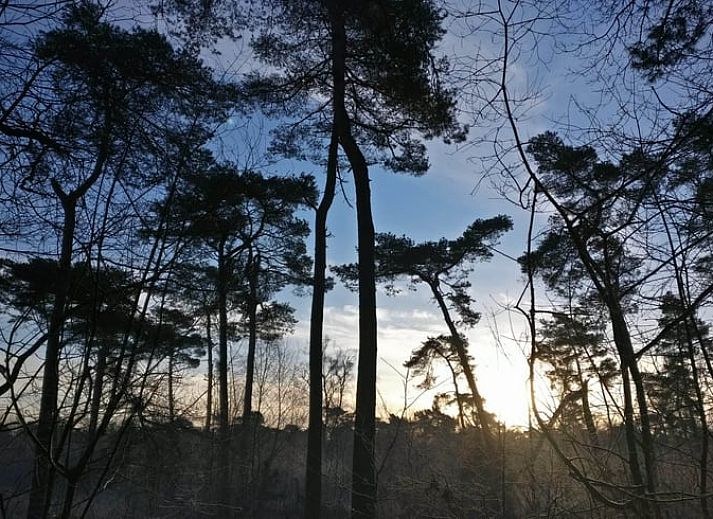 View from the tent of Holiday home in Sint-Oedenrode, surrounded by trees.