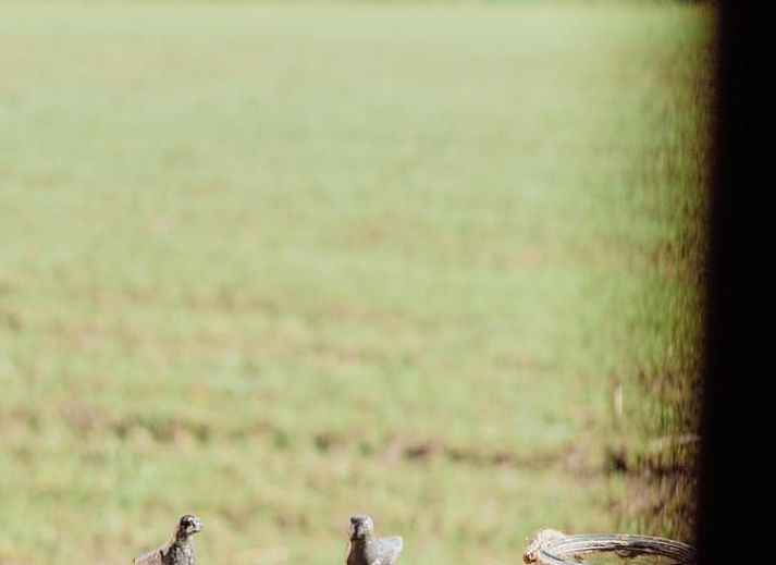 Stijlvol ingerichte zithoek in Vakantiehuisje in Sint-Oedenrode, Noordoost Brabant met kunst aan de muur.