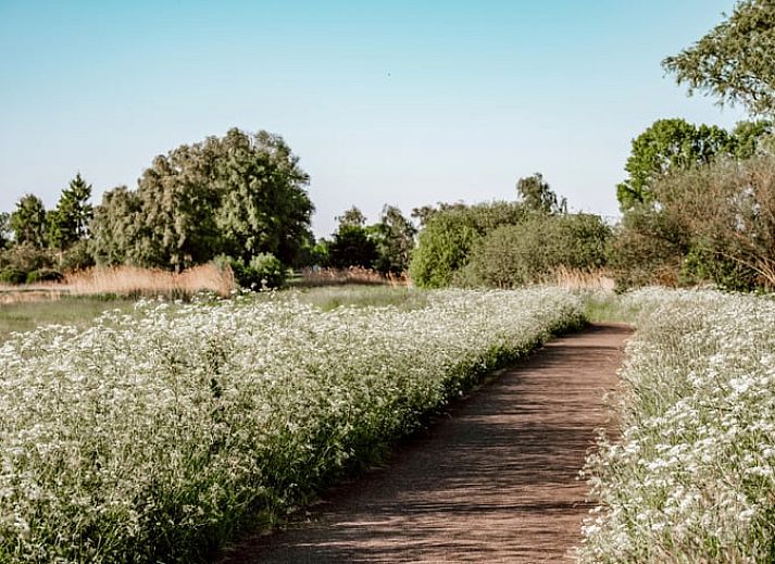 Ontdek de serene natuur rondom Vakantiehuis in Sint-Oedenrode, Noordoost Brabant, met schilderachtige wandelpaden en weelderige begroeiing.