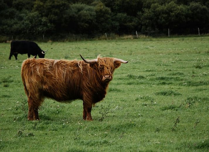 Guest house 435304 - Holiday property Noordoost Brabant - Vakantiehuisje in Huisseling