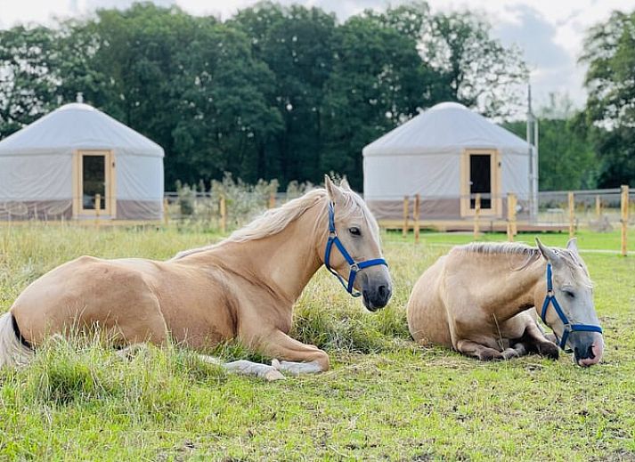Relax at Holiday home in Ledeacker with grazing horses in northeastern Brabant.
