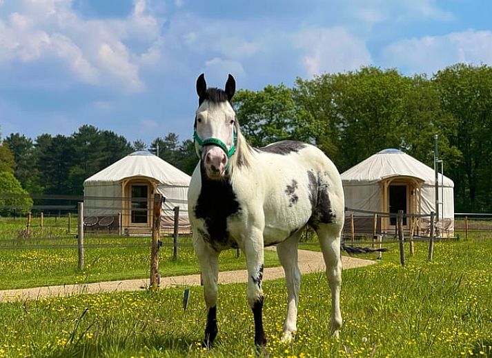 Relax at Holiday home in Ledeacker with grazing horses in northeastern Brabant.