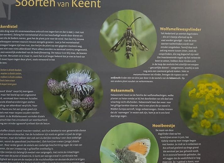 Uitzicht vanuit Vakantiehuisje in Keent, Noordoost Brabant, met groene natuur en serene omgeving.