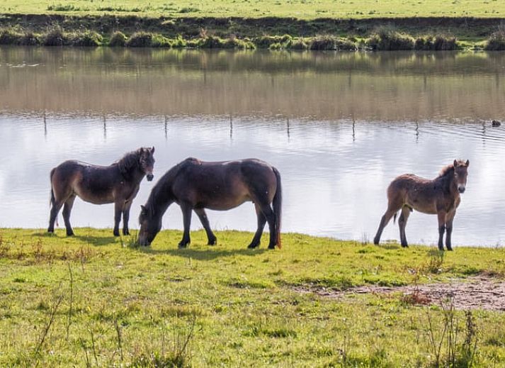 Guest house 436802 - Holiday property Noordoost Brabant - Huisje in Keent