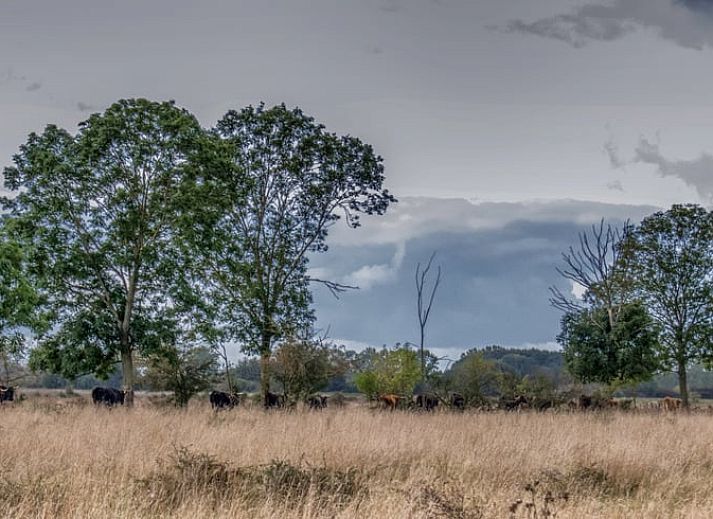 Guest house 436802 - Holiday property Noordoost Brabant - Huisje in Keent