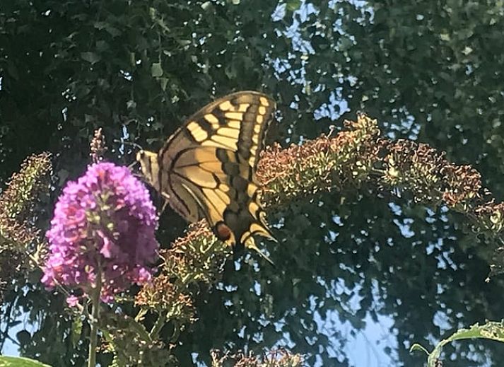 Unterkunft 441208 - Ferienhaus West Brabant - Vakantiehuisje in Gilze