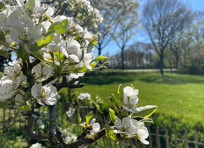 Unterkunft 441208 - Ferienhaus West Brabant - Vakantiehuisje in Gilze