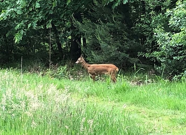 Unterkunft 441208 - Ferienhaus West Brabant - Vakantiehuisje in Gilze