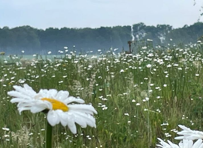 Sfeervolle woonkamer in Vakantiehuis in Gilze met kleurrijke tulpen, gelegen in West Brabant, Noord Brabant.