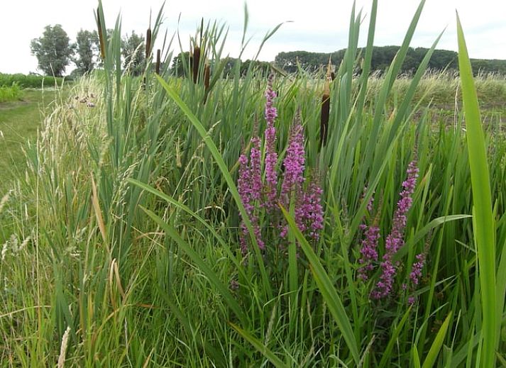 Schlafzimmer in Haus in Drimmelen, Ferienhaus in Westbrabant mit bequemen Betten.
