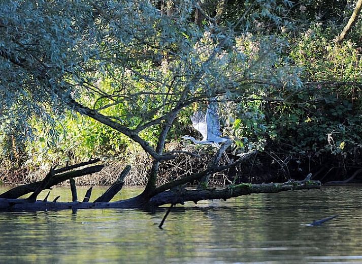 Schlafzimmer in Haus in Drimmelen, Ferienhaus in Westbrabant mit bequemen Betten.
