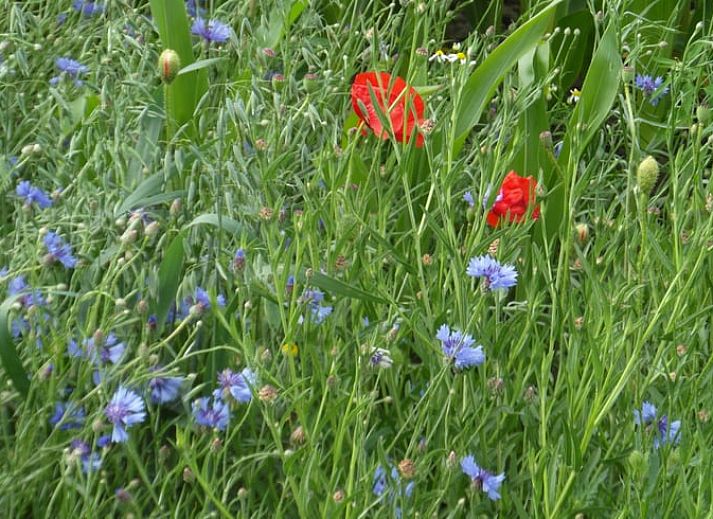 Kueche in Haus in Drimmelen, Ferienhaus in Nordbrabant mit moderner Ausstattung.