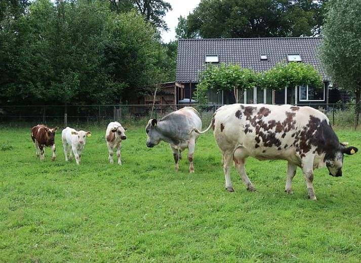 Verblijf 442609 - Vakantiewoning West Brabant - Vakantiehuisje in Rijsbergen