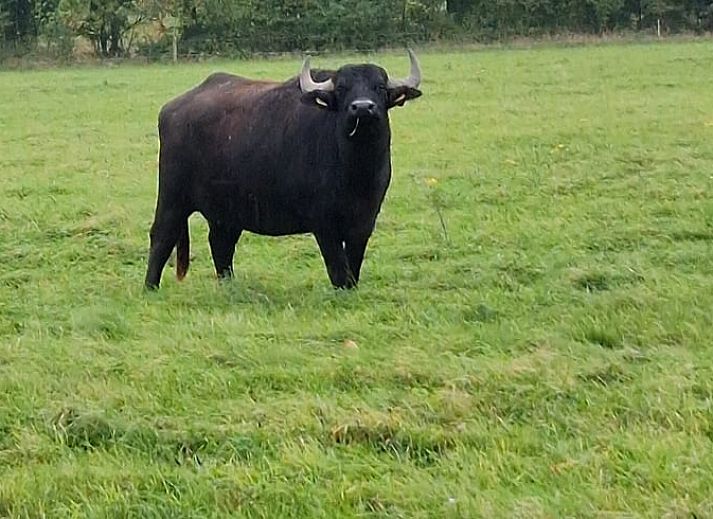 Entrance of Holiday home in Werkendam with modern facade, West Brabant, North Brabant