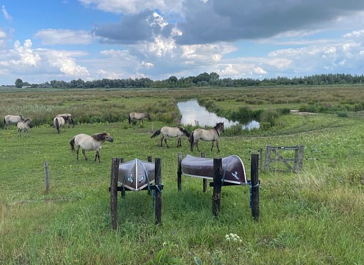 Guest house 443210 - Holiday property West Brabant - Huisje in Werkendam