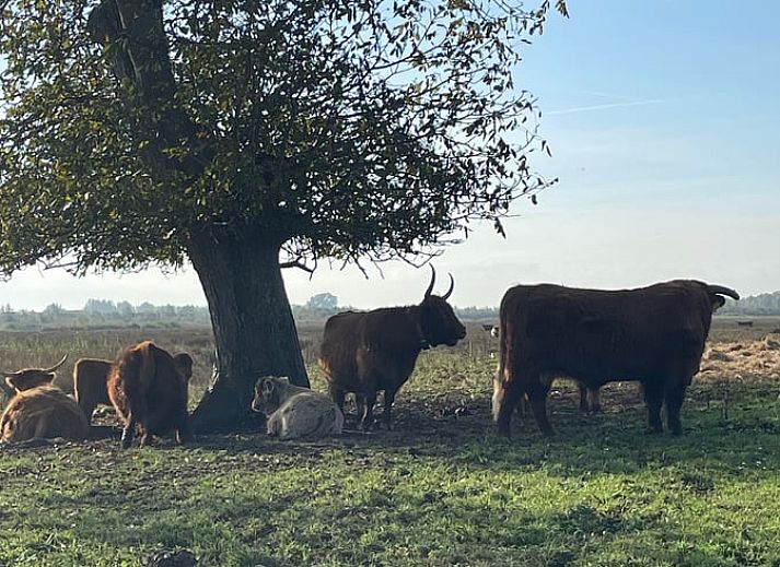 Guest house 443210 - Holiday property West Brabant - Huisje in Werkendam