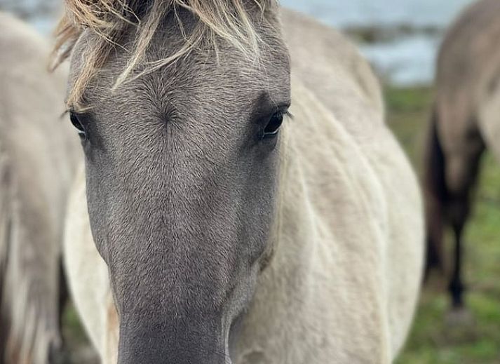 Guest house 443210 - Holiday property West Brabant - Huisje in Werkendam