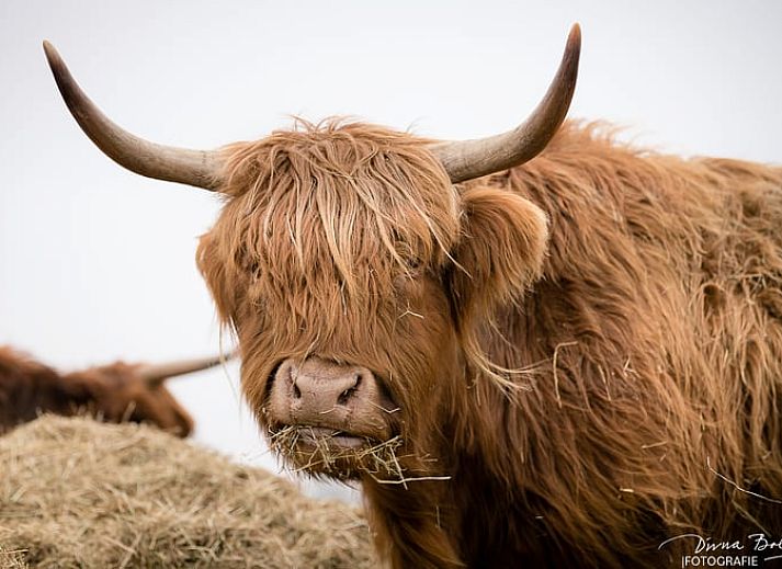 Guest house 443215 - Holiday property West Brabant - Vakantiehuis in Werkendam