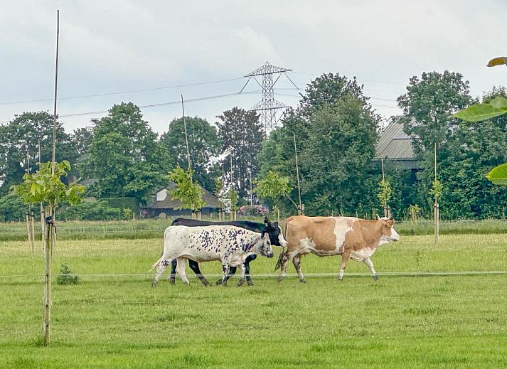 Eethoek en woonkamer in vakantiehuis Aarde, ideaal voor familieverblijven in Lage Zwaluwe, West Brabant.
