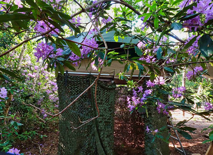 Verblijf 443605 - Vakantiewoning West Brabant - Treelodge