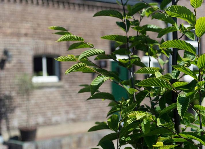 Verblijf 443802 - Bed and breakfast Noord Limburg - B&B 't Inj