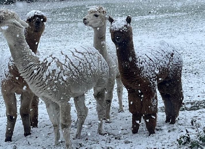 Overview of the cozy courtyard at Cottage in Ulvenhout Ac in West Brabant.