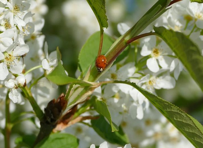 Stylish living room in Holiday Home in Ulvenhout AC, West Brabant, with modern furnishings.