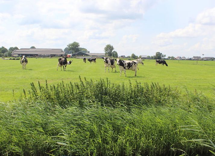 Unterkunft 443916 - Ferienhaus West Brabant - Huisje in Genderen