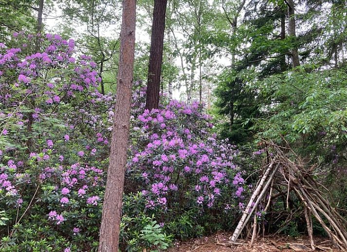Green surroundings of Huisje in Schijf, vacation home in wooded North Brabant.