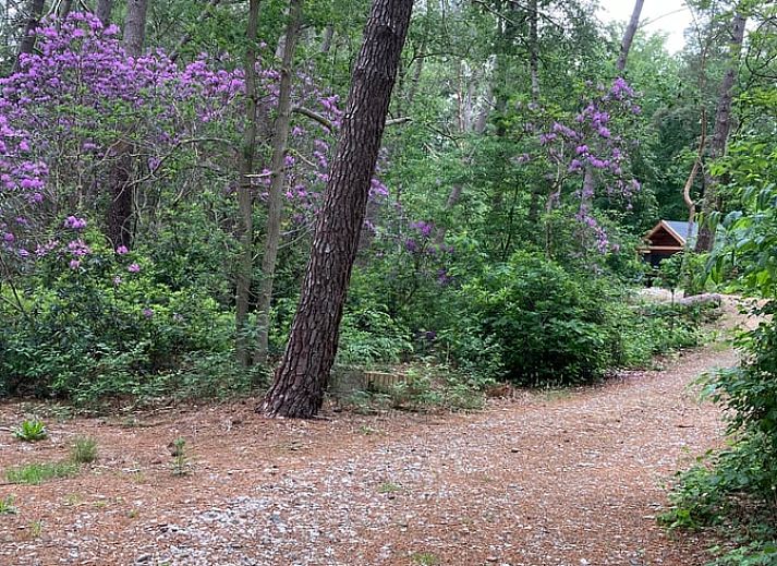 Green surroundings of Huisje in Schijf, vacation home in wooded North Brabant.
