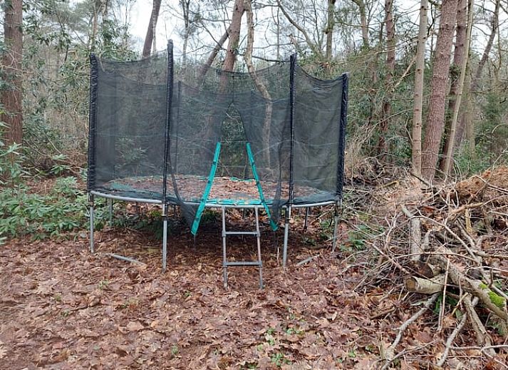 Green surroundings of Huisje in Schijf, vacation home in wooded North Brabant.
