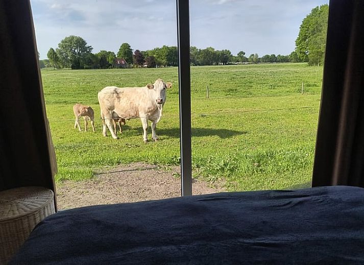 Ferienhaus in Schijf mit Terrasse und Kuehen auf den Feldern, Schijf, Westbrabant.