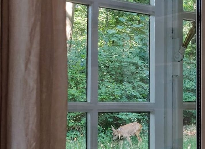 Bosrijke omgeving van Huisje in Putte, vakantiehuis in West Brabant, Noord Brabant.