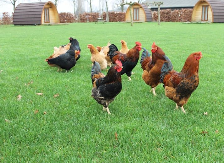 Campingplatz in Huisje in Terheijden, West-Brabant, mit Zelten und einem Gelaendewagen fuer einen abenteuerlichen Urlaub.