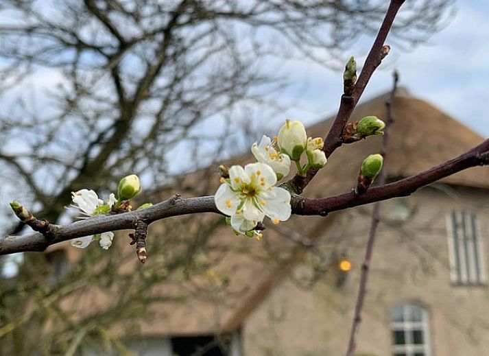 Verblijf 446001 - Vakantiewoning West Brabant - Huisje in Moerstraten
