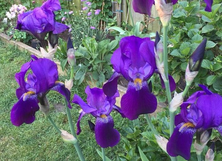 Guest house 450115 - Holiday property Noordzeekust - de Vlinder