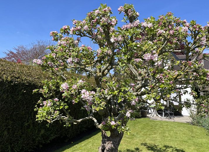 Guest house 450116 - Holiday property Noordzeekust - de Kever