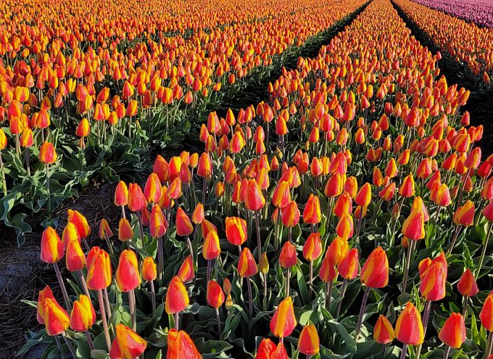 Unterkunft 4502108 - Ferienhaus Noordzeekust - NH580