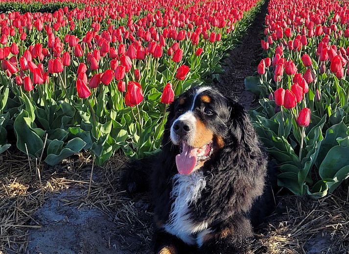 Unterkunft 4502108 - Ferienhaus Noordzeekust - NH580