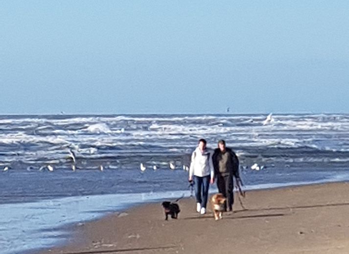 Unterkunft 4502108 - Ferienhaus Noordzeekust - NH580